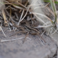 Tasmanicosa sp. (genus) (Unidentified Tasmanicosa wolf spider) at Narrabundah, ACT - 9 Mar 2017 by Cowgirlgem