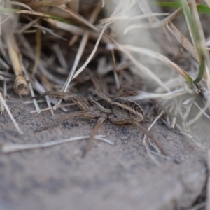 Tasmanicosa sp. (genus) at Narrabundah, ACT - 9 Mar 2017