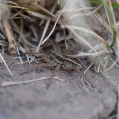 Tasmanicosa sp. (genus) (Unidentified Tasmanicosa wolf spider) at Narrabundah, ACT - 9 Mar 2017 by Cowgirlgem