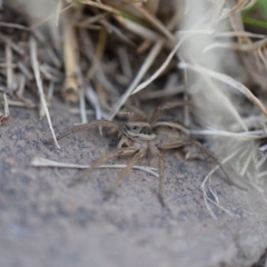 Tasmanicosa sp. (genus) at Narrabundah, ACT - 9 Mar 2017