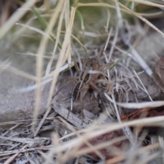 Tasmanicosa sp. (genus) at Narrabundah, ACT - 9 Mar 2017