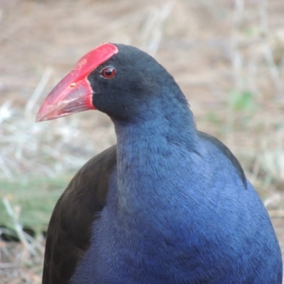 Porphyrio melanotus (Australasian Swamphen) at Paddys River, ACT - 11 Mar 2017 by MichaelBedingfield