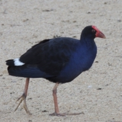 Porphyrio melanotus (Australasian Swamphen) at Greenway, ACT - 22 Aug 2014 by MichaelBedingfield