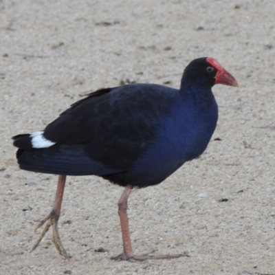 Porphyrio melanotus (Australasian Swamphen) at Lake Tuggeranong - 22 Aug 2014 by michaelb