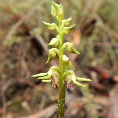 Corunastylis cornuta (Horned Midge Orchid) at Aranda Bushland - 21 Mar 2017 by CathB