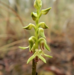 Corunastylis cornuta at Aranda, ACT - suppressed