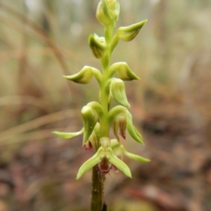 Corunastylis cornuta at Aranda, ACT - 21 Mar 2017