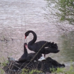 Cygnus atratus (Black Swan) at Jerrabomberra Wetlands - 27 Sep 2014 by michaelb