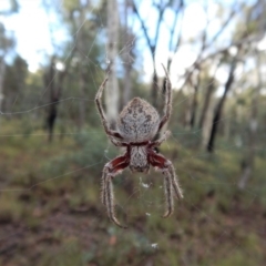 Hortophora sp. (genus) (Garden orb weaver) at Aranda Bushland - 21 Mar 2017 by CathB