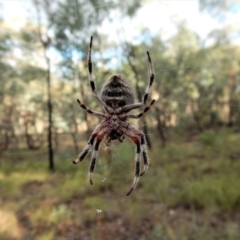 Hortophora sp. (genus) at Belconnen, ACT - 21 Mar 2017 05:48 PM