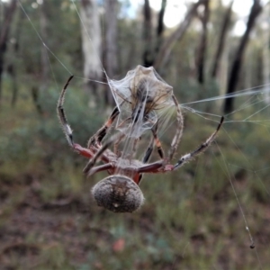 Hortophora sp. (genus) at Belconnen, ACT - 21 Mar 2017