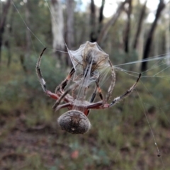 Hortophora sp. (genus) at Belconnen, ACT - 21 Mar 2017