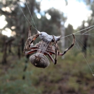 Hortophora sp. (genus) at Belconnen, ACT - 21 Mar 2017