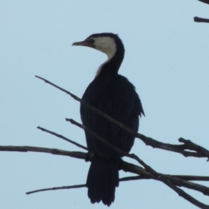 Microcarbo melanoleucos at Gordon, ACT - 18 Mar 2017