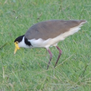 Vanellus miles at Gordon, ACT - 18 Mar 2017 07:14 PM