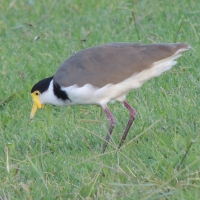 Vanellus miles (Masked Lapwing) at Gordon, ACT - 18 Mar 2017 by michaelb