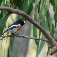 Petroica boodang (Scarlet Robin) at Mulligans Flat - 22 Mar 2017 by CedricBear