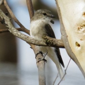 Microeca fascinans at Goorooyarroo NR (ACT) - 22 Mar 2017