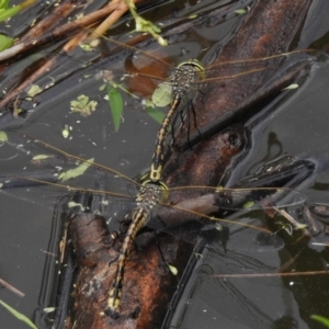 Anax papuensis at Paddys River, ACT - 22 Mar 2017