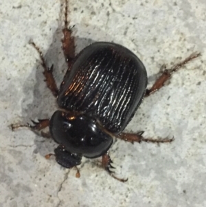 Anomalomorpha anthracina at Canberra, ACT - 21 Mar 2017