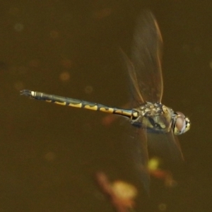 Hemicordulia tau at Paddys River, ACT - 22 Mar 2017 12:37 PM