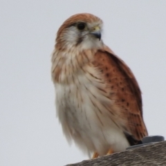 Falco cenchroides (Nankeen Kestrel) at Tidbinbilla Nature Reserve - 22 Mar 2017 by JohnBundock