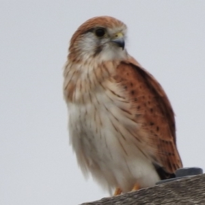 Falco cenchroides at Paddys River, ACT - 22 Mar 2017 01:32 PM