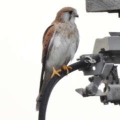 Falco cenchroides at Paddys River, ACT - 22 Mar 2017