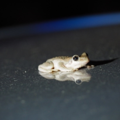 Litoria peronii (Peron's Tree Frog, Emerald Spotted Tree Frog) at Cook, ACT - 19 Mar 2017 by mackerel246