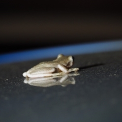 Litoria peronii at Cook, ACT - 19 Mar 2017