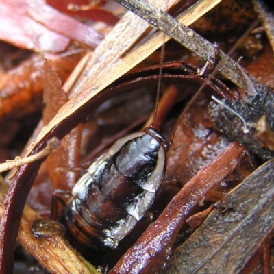 Drymaplaneta communis (Eastern Wood Runner, Common Shining Cockroach) at Kambah, ACT - 22 Mar 2017 by MatthewFrawley