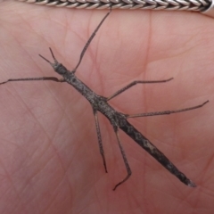 Pachymorpha squalida (Rough Pachymorpha Stick Insect) at QPRC LGA - 18 Mar 2017 by JanetRussell