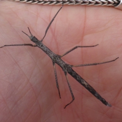 Pachymorpha squalida (Rough Pachymorpha Stick Insect) at Bungendore, NSW - 18 Mar 2017 by JanetRussell