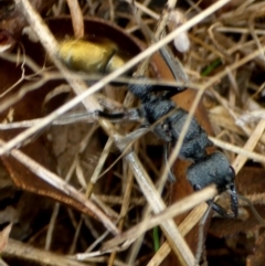 Myrmecia piliventris (Golden tail bull ant) at Bungendore, NSW - 18 Mar 2017 by JanetRussell