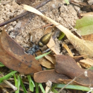 Myrmecia piliventris at Bungendore, NSW - 18 Mar 2017 01:18 PM