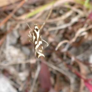 Epithymema incomposita at Bungendore, NSW - 18 Mar 2017