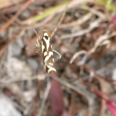 Epithymema incomposita (Chezela group) at Bungendore, NSW - 18 Mar 2017 by JanetRussell