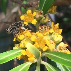 Megachile (Eutricharaea) maculariformis at Yarralumla, ACT - 23 Jan 2017