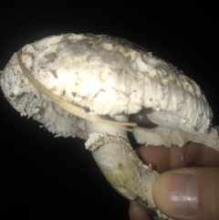 Chlorophyllum sp. at Watson, ACT - 23 Mar 2017 07:40 AM