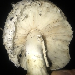 Chlorophyllum sp. at Watson, ACT - 23 Mar 2017 07:40 AM