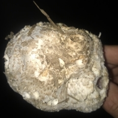 Chlorophyllum sp. at Watson, ACT - 23 Mar 2017 07:40 AM