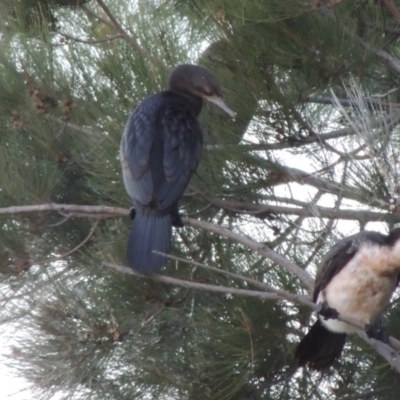 Phalacrocorax sulcirostris (Little Black Cormorant) at Point Hut Pond - 18 Mar 2017 by michaelb