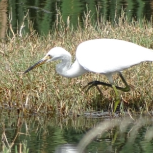 Egretta garzetta at Fyshwick, ACT - 16 Mar 2017 12:37 PM