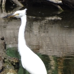 Egretta garzetta at Fyshwick, ACT - 16 Mar 2017 12:37 PM