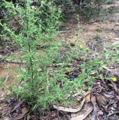 Dittrichia graveolens at Wamboin, NSW - 21 Mar 2017