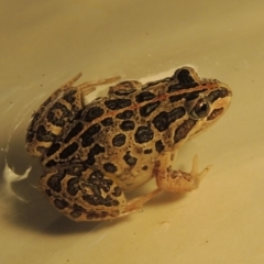 Limnodynastes tasmaniensis (Spotted Grass Frog) at Point Hut to Tharwa - 16 Mar 2017 by michaelb