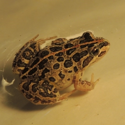 Limnodynastes tasmaniensis (Spotted Grass Frog) at Paddys River, ACT - 16 Mar 2017 by michaelb