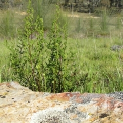 Cheilanthes sieberi (Rock Fern) at Yass River, NSW - 15 Oct 2005 by SueMcIntyre