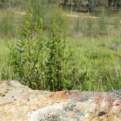 Cheilanthes sieberi (Rock Fern) at Gang Gang at Yass River - 15 Oct 2005 by SueMcIntyre