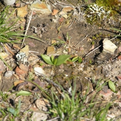 Ophioglossum lusitanicum (Adder's Tongue) at Gang Gang at Yass River - 6 Sep 2005 by SueMcIntyre